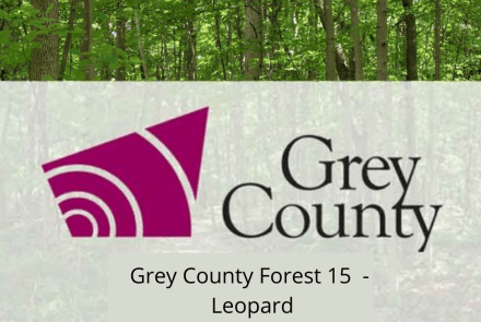 Grey County Forest 15 - Leopard